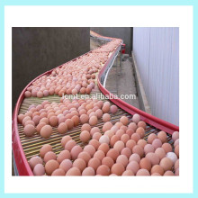 máquina recolectora de huevos popular para jaula de puesta de codornices